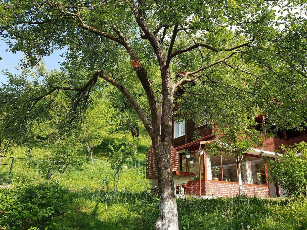 Villa Casa COLT DE RAI Brezoi Exterior foto
